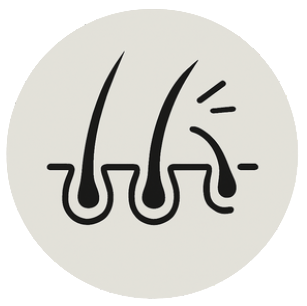 Illustration of hair follicles 
